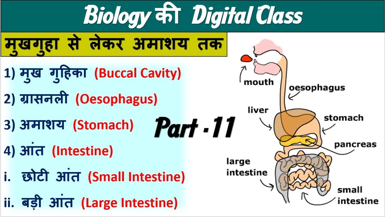 11.Digestion System |Intestine|Stomach|Buccal CAvity |Biology by Nitin Sir Study 91