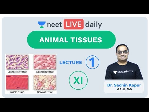 Animal Tissues - Lecture 1 | Class 11 | Unacademy NEET | LIVE DAILY | NEET Biology | Dr Sachin Kapur