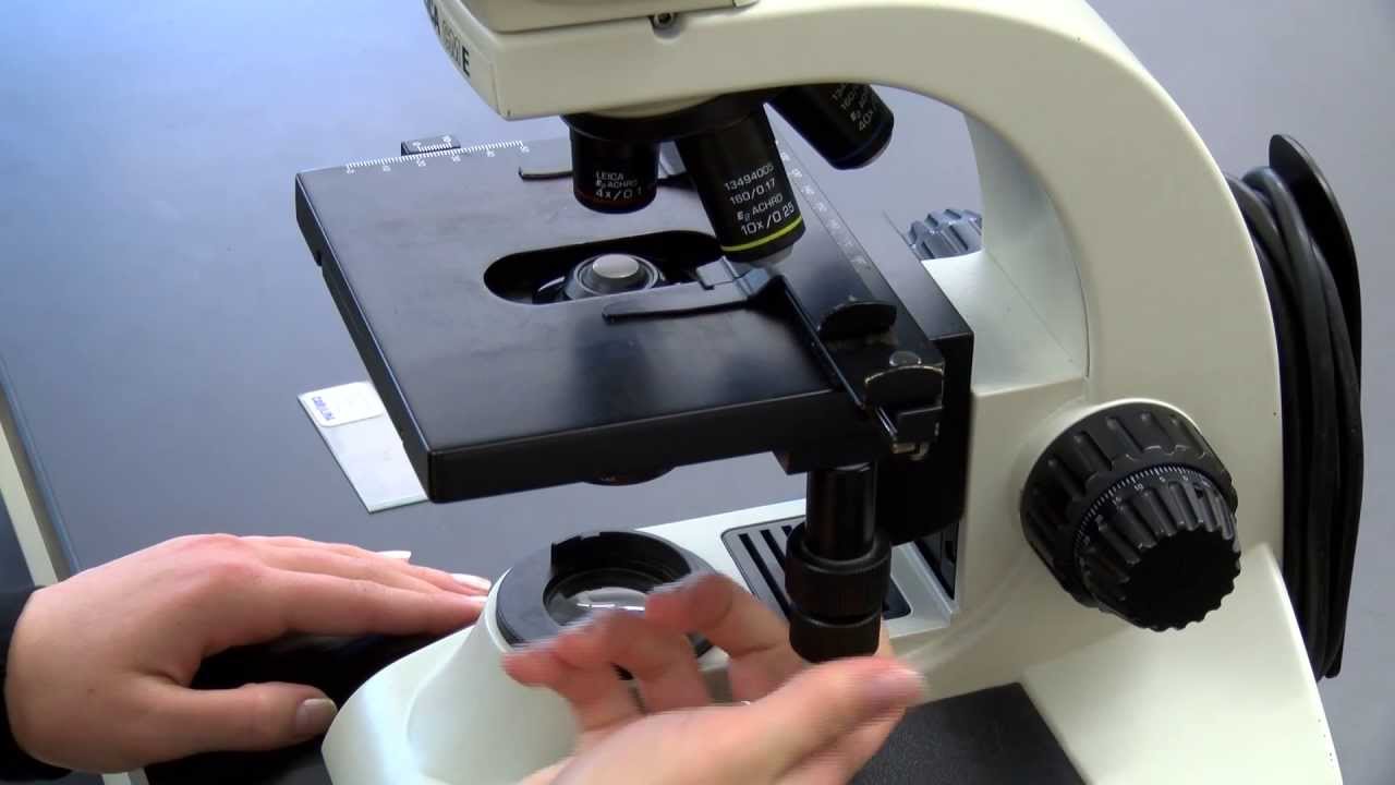 BIOLOGY 10 - Basic Microscope Setup and Use
