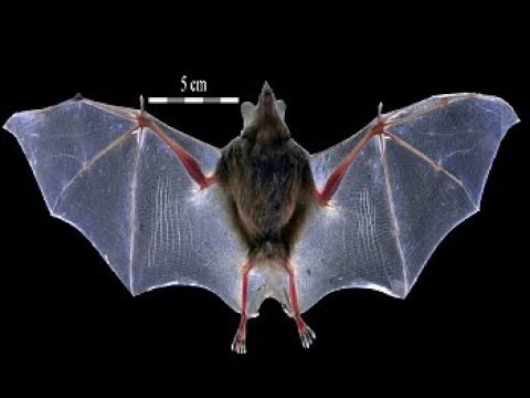 Biology of bats!