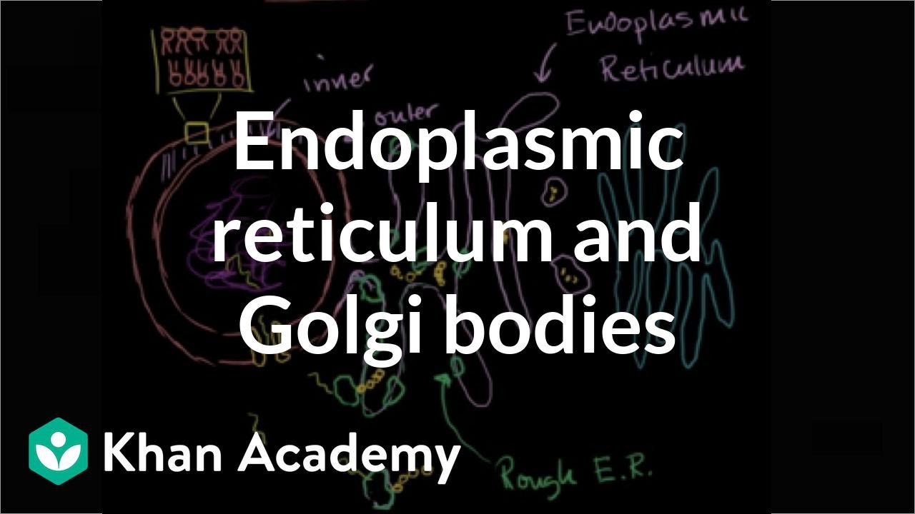 Endoplasmic reticulum and Golgi bodies | Biology | Khan Academy