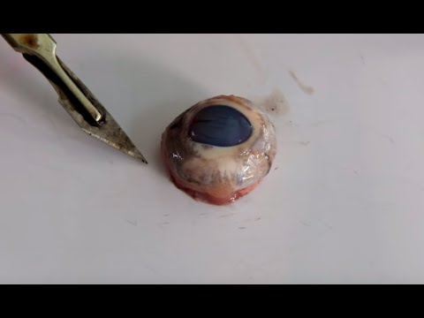 Eye Dissection GCSE A Level Biology NEET Practical Skills