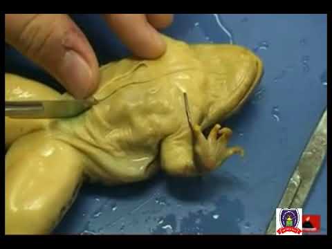 Frog Dissection | Practical Work | Parts & Procedure | 9th class biology | Full practical Video