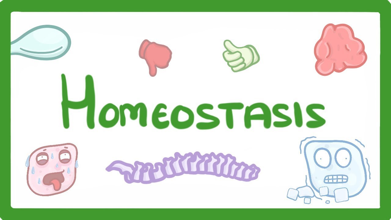 GCSE Biology - Homeostasis  #38