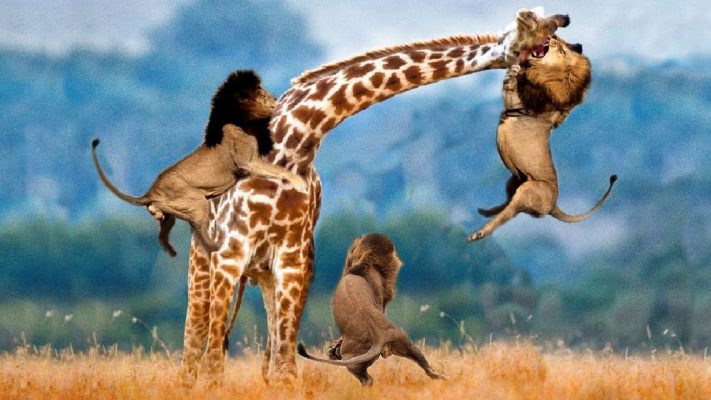 Lion Video National Geographic -  Lion Kills Giraffe, Lion Vs Giraffe