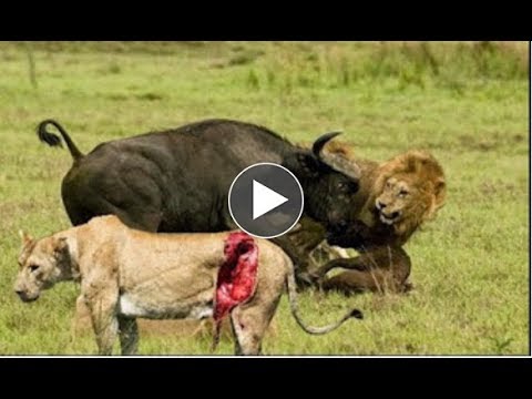 Lion vs Buffalo National Geographic Lion Documentary Nat Geo Wild Animal Documentary