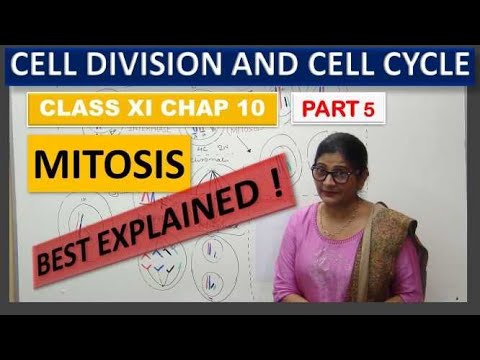 MITOSIS || CELL CYCLE PART 4 || BIOLOGY FOR NEET || SWETA MALANI