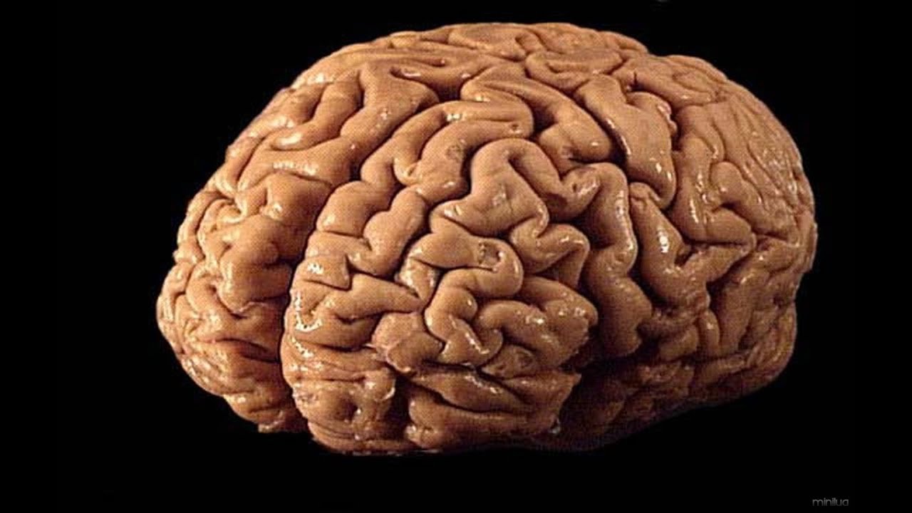 O Cérebro (Dublado) Documentário Completo [History Channel]
