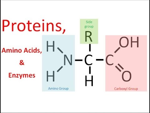 Proteins & Enzymes (honors biology) updated