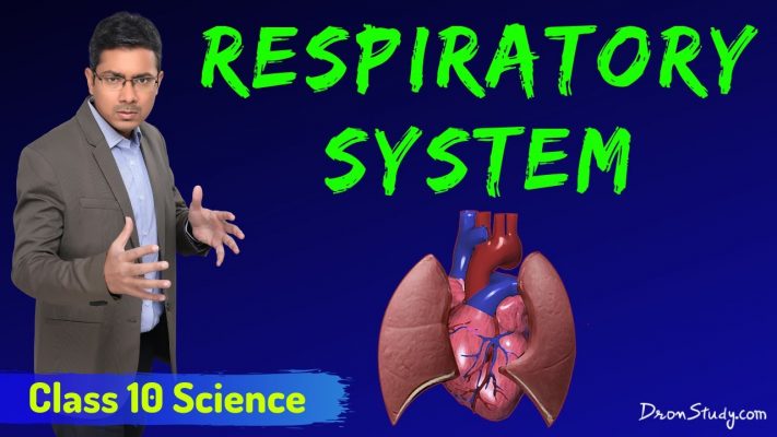 Respiratory System | Respiration In Human | CBSE Class 10 Science | Biology