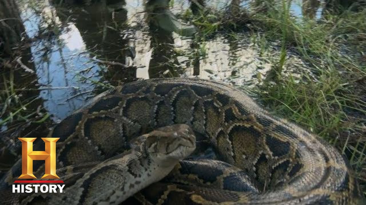 Swamp People: Serpent Invasion: TROY CATCHES HUGE PYTHON (Season 1) | History