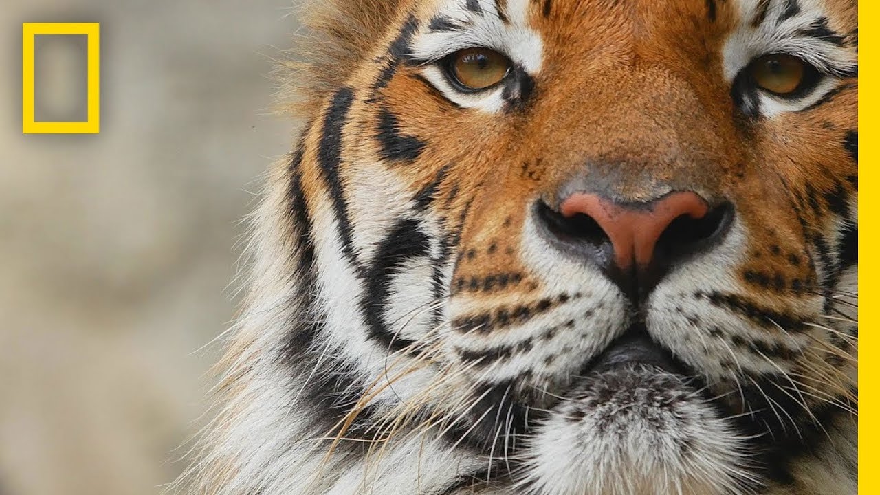 Tigers 101 | National Geographic