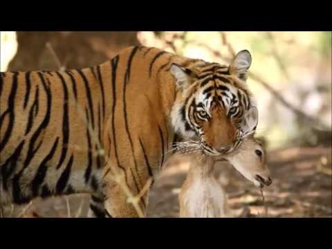 Wild Animals Life  National Geographic channel