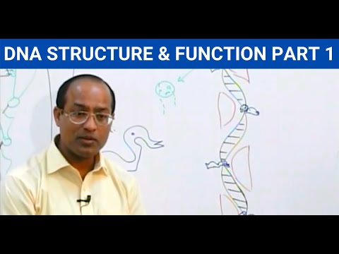 DNA Structure | Adenine | Thymine | Cytosine | Guanine | Cell Biology