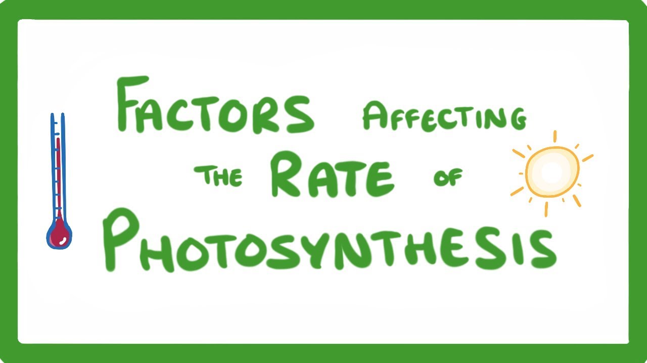 GCSE Biology - Factors Affecting the Rate of Photosynthesis  #35