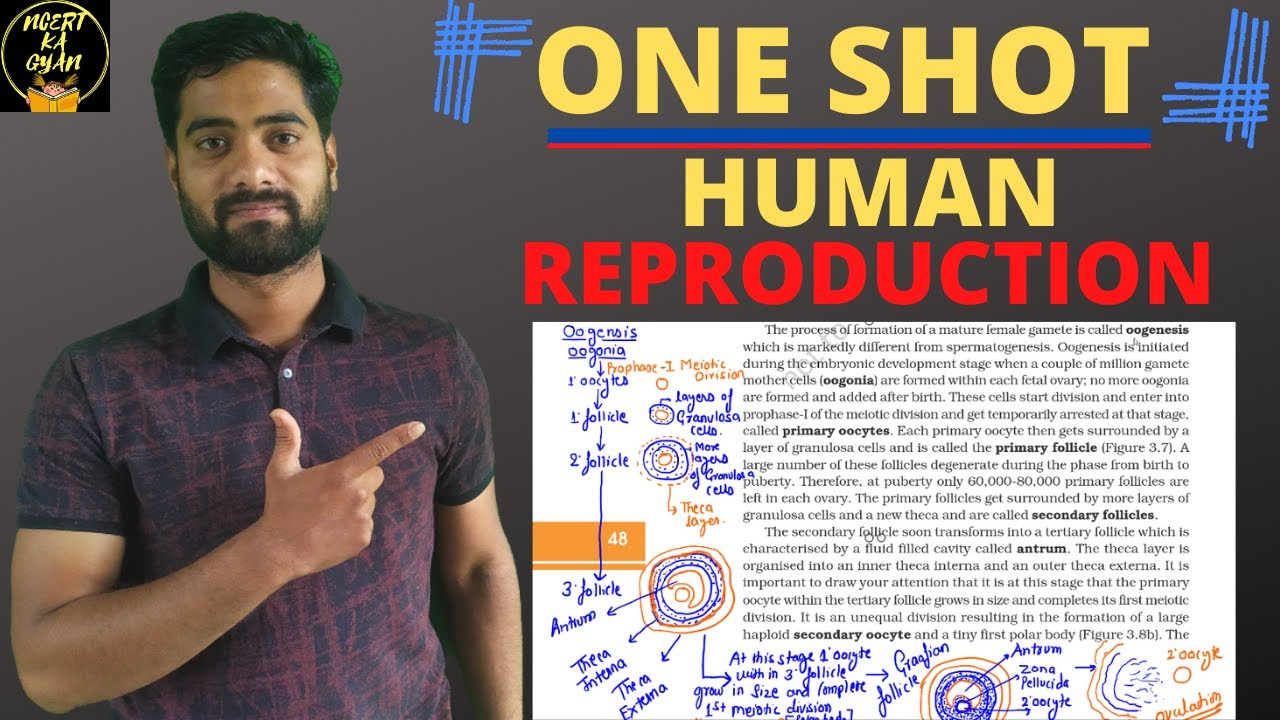 Human Reproduction in One Shot||CBSE class 12 Biology||NCERT Explanation.