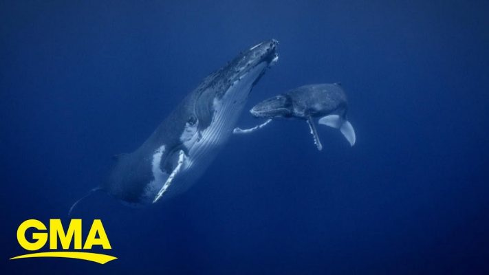 New National Geographic series looks at 'Secrets of the Whales' l GMA