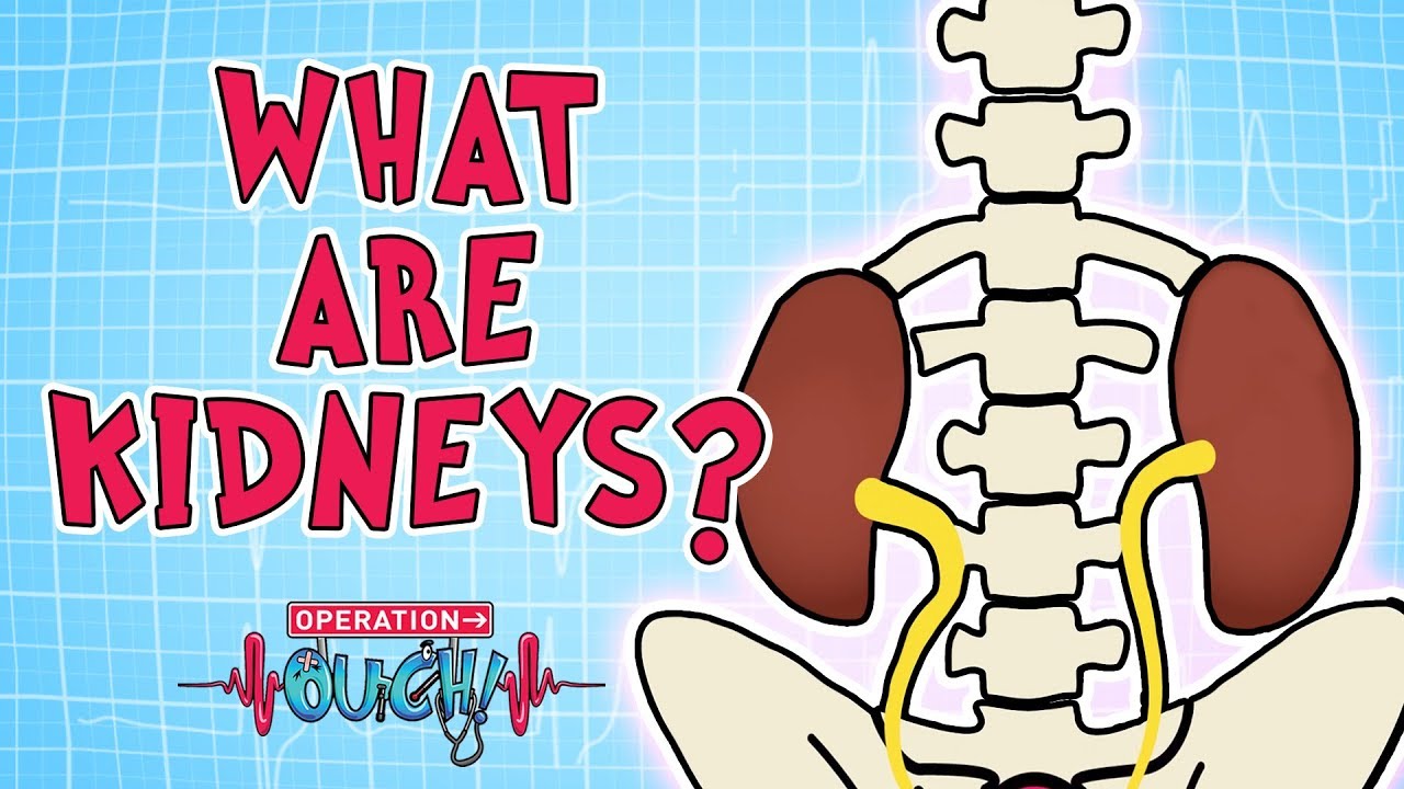 Operation Ouch - What are Kidneys? | Biology for Kids