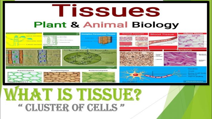 Tissues Class 9 Biology Full Chapter