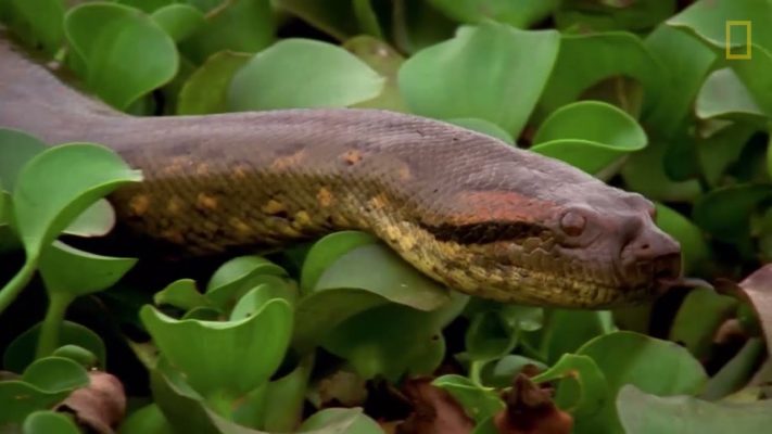 Una anaconda devora a una enorme presa | NATIONAL GEOGRAPHIC ESPAÑA