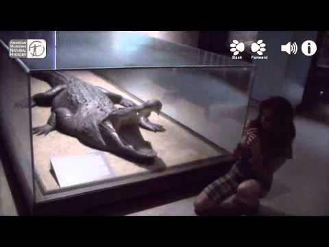 Augmented Reality Demo for American Museum of Natural History