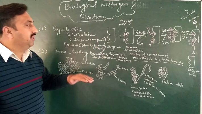 Biological nitrogen fixation